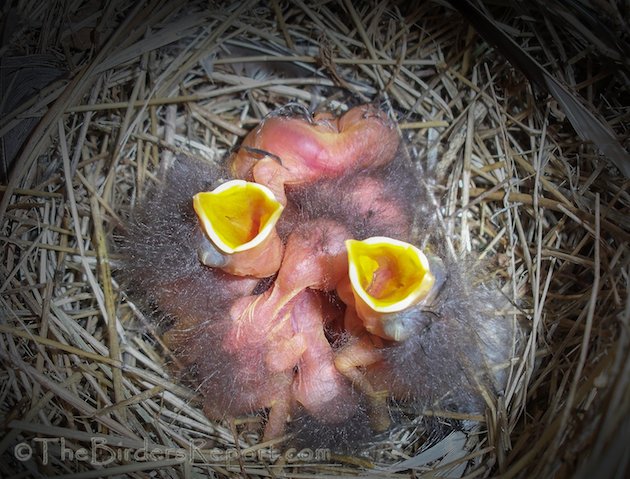 Western Bluebird Nestling Day One