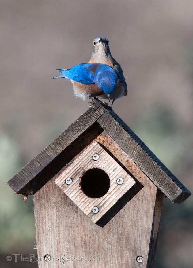 Western Bluebird Pair