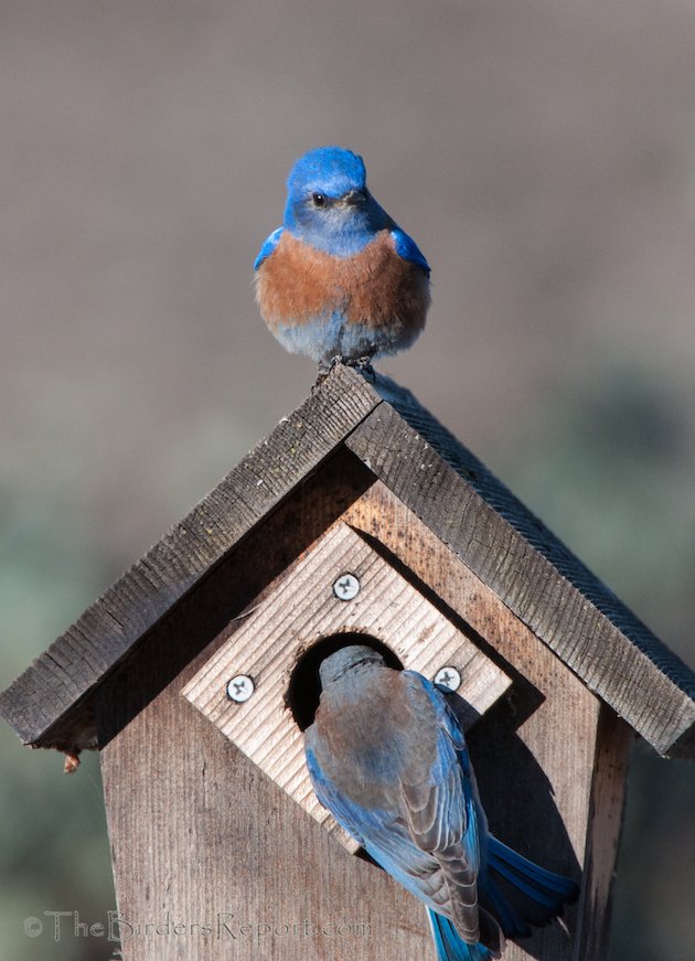 Western Bluebird Pair