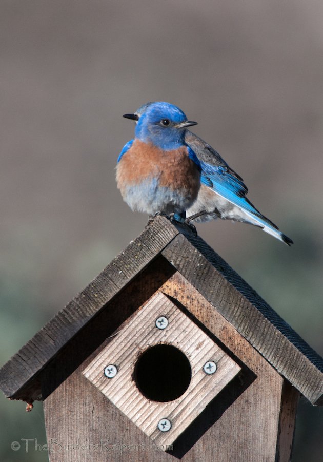 Western Bluebird Pair