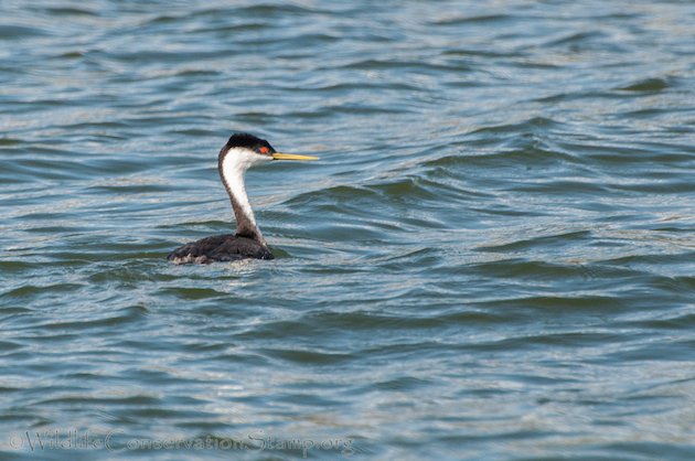 Western Grebe