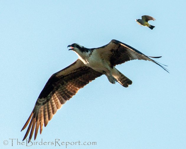 Western Kingbird