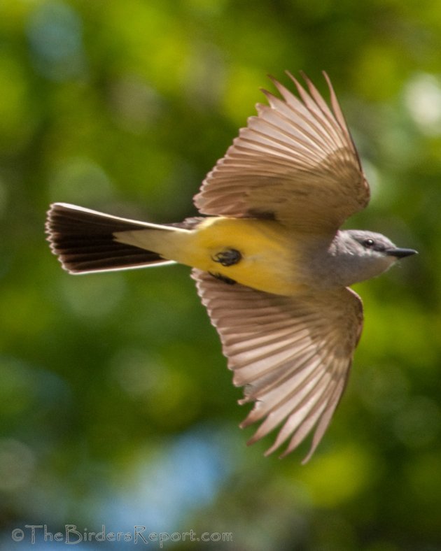 Western Kingbird In Flight