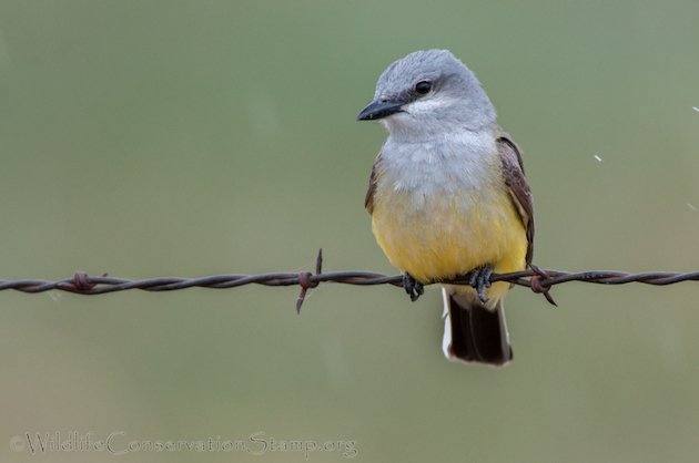 Western Kingbird