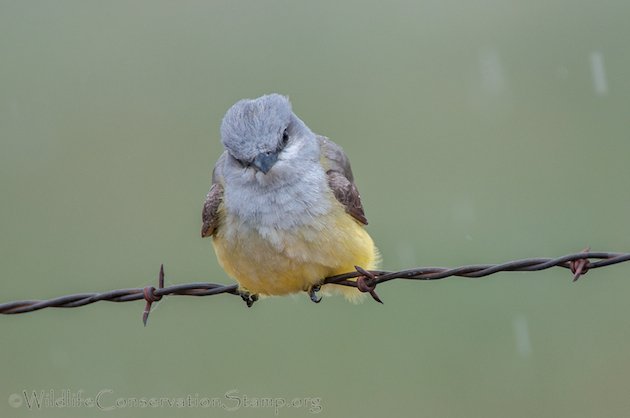 Western Kingbird