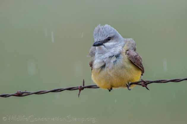 Western Kingbird