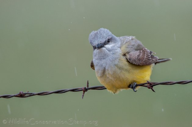 Western Kingbird