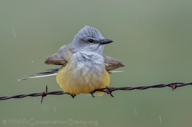 Western Kingbird