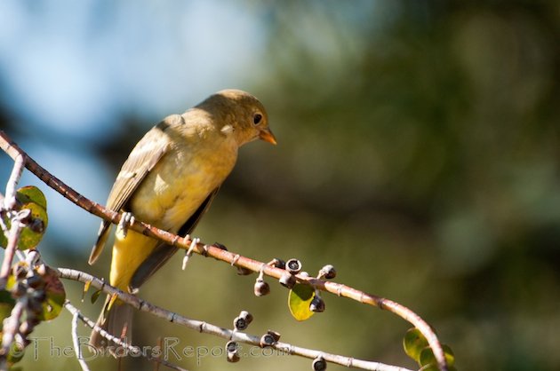 Western Tanager Female