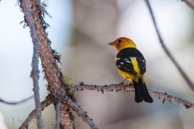 Western Tanager Male