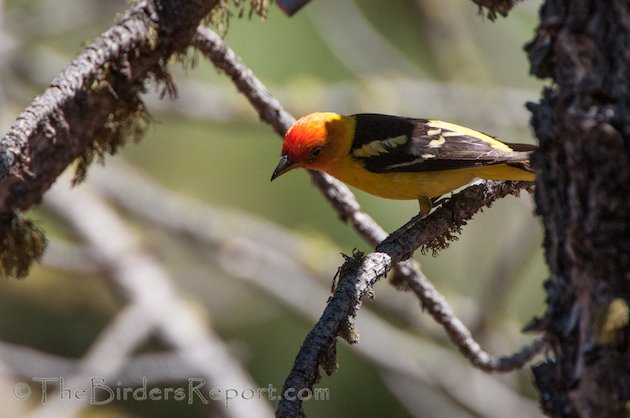 Western Tanager Male