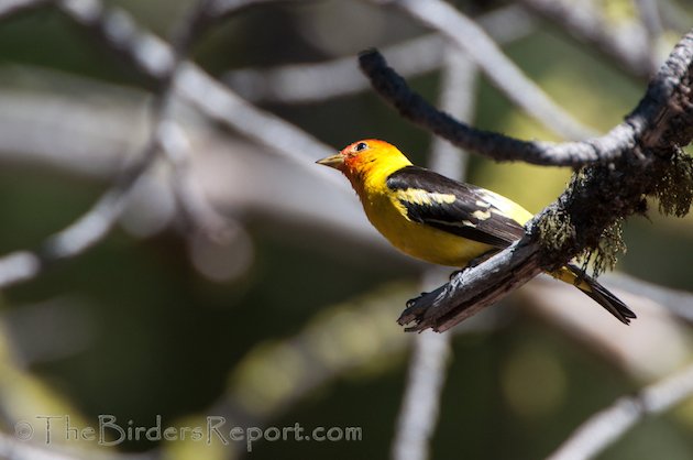 Western Tanager Male