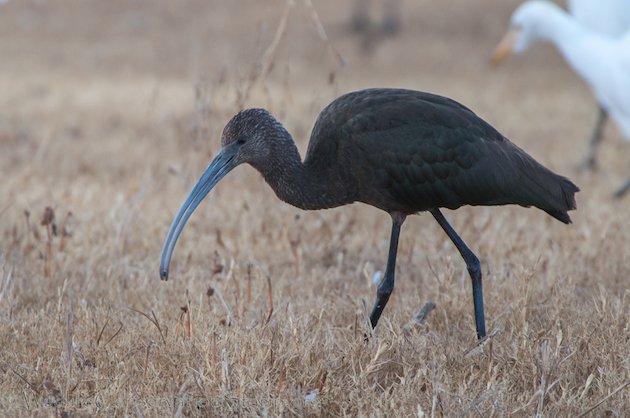 White-faced Ibis