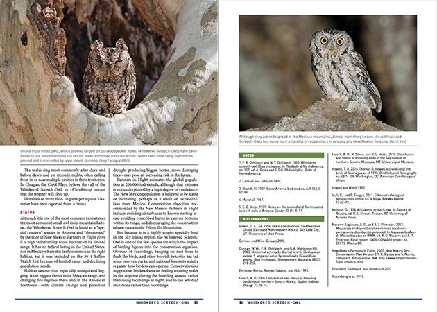 Whiskered Screech-Owl Notes