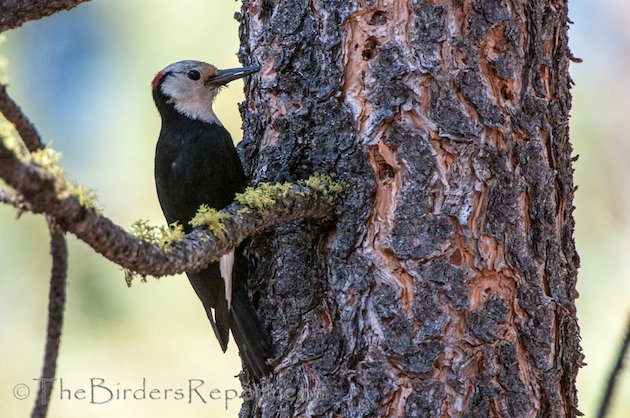 White-headed Woodpecker Male