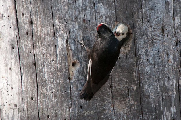 White-headed Woodpecker Male Feeding Nestling