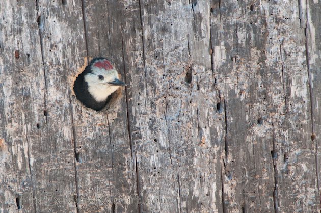 White-headed Woodpecker Nestling