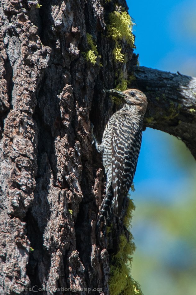 Williamson's Sapsucker Female