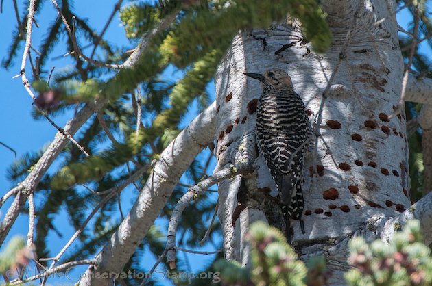 Williamson's Sapsucker Female