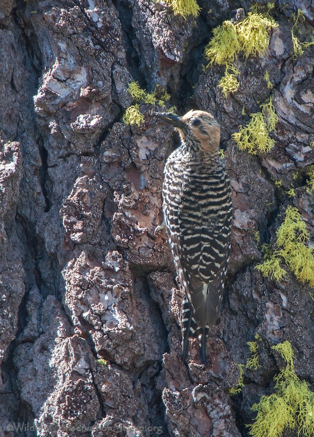 Williamson's Sapsucker Female