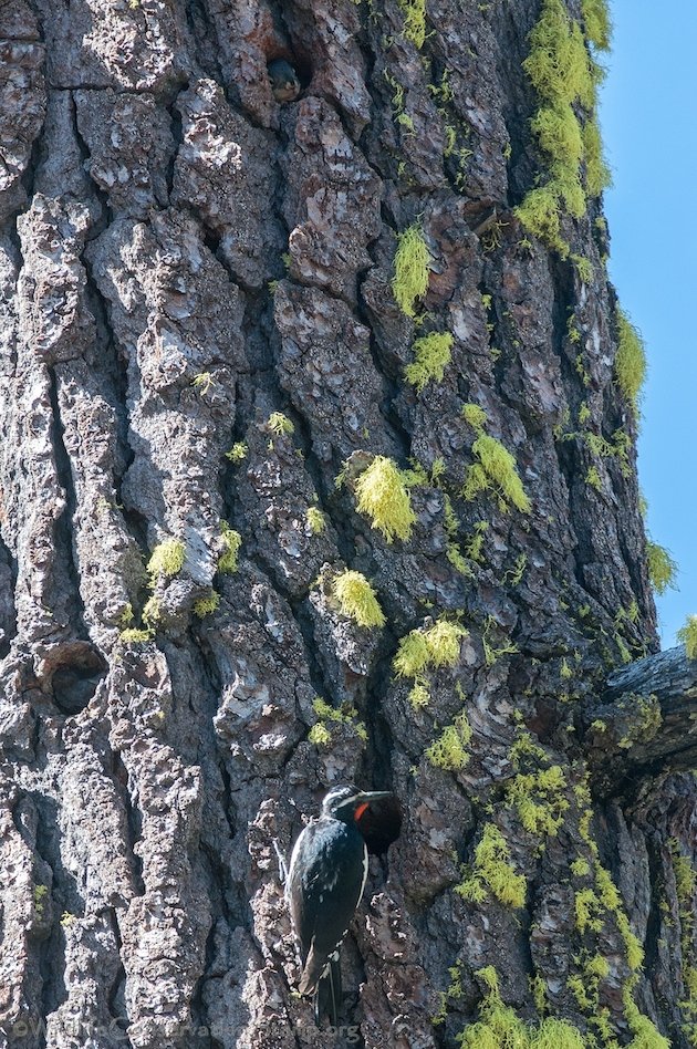 Williamson's Sapsucker Male and Douglas Squirrel