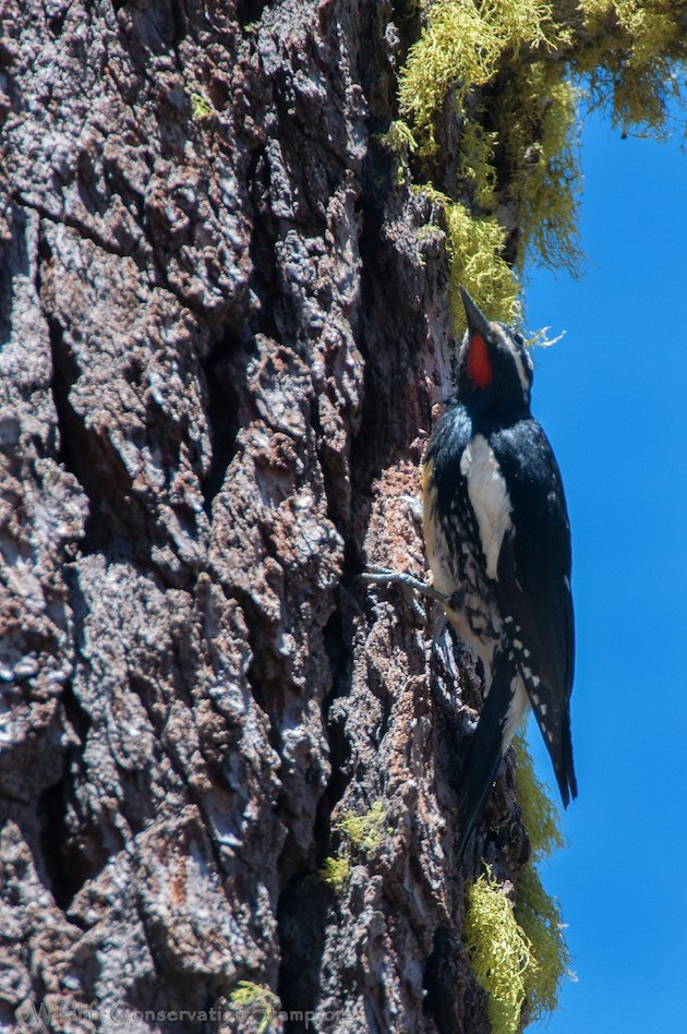 Williamson's Sapsucker Male