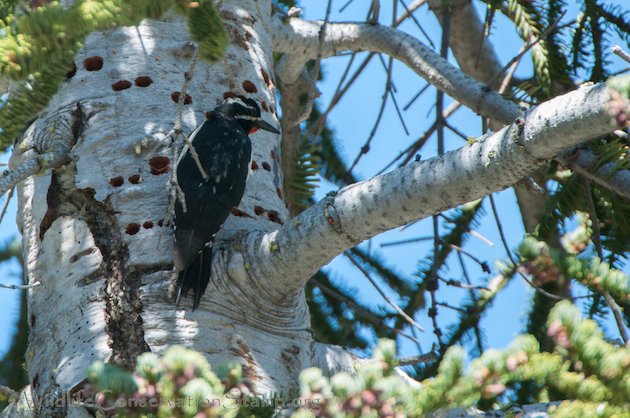 Williamson's Sapsucker Male