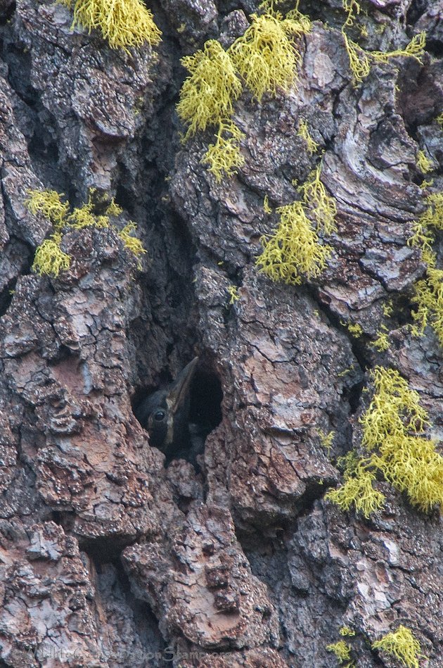 Williamson's Sapsucker Nestling