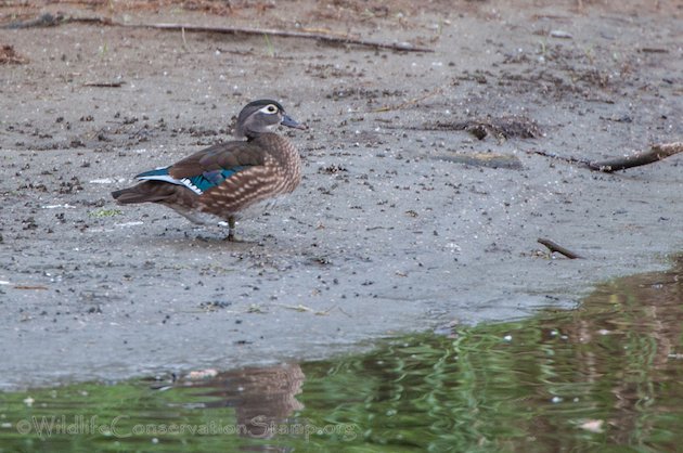 Wood Duck Female