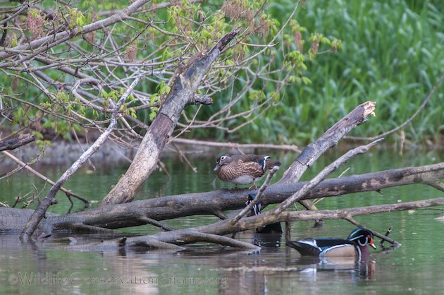 Wood Duck Female on Log