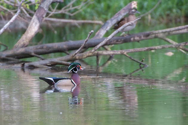 Wood Duck Male