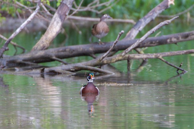 Wood Duck Pair in Common Habitat