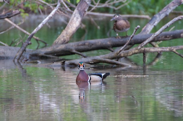 Wood Duck Male