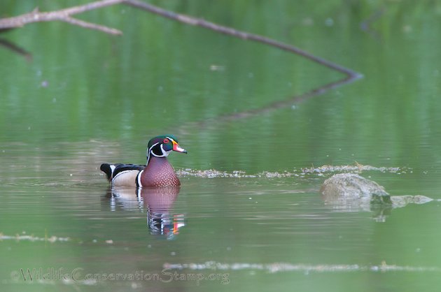 Wood Duck Male