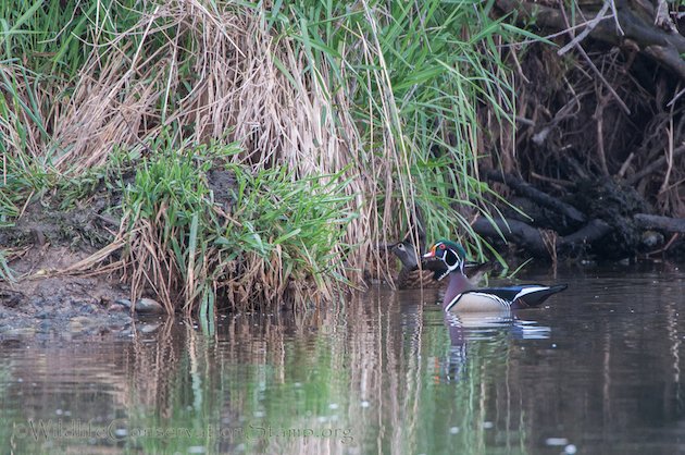 Wood Duck Pair