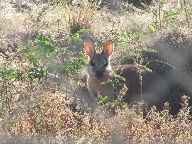 Wallaby (2)