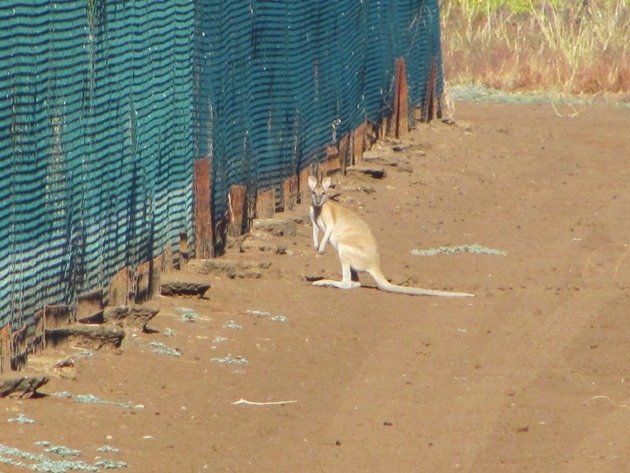 Wallaby