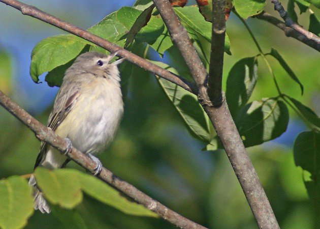 Warbling Vireo begging