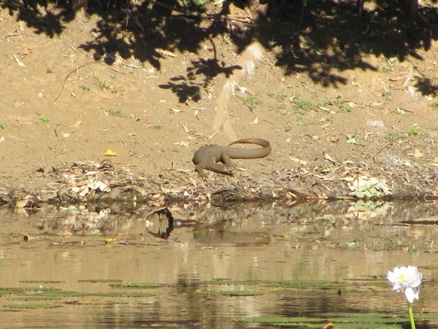 Water monitor