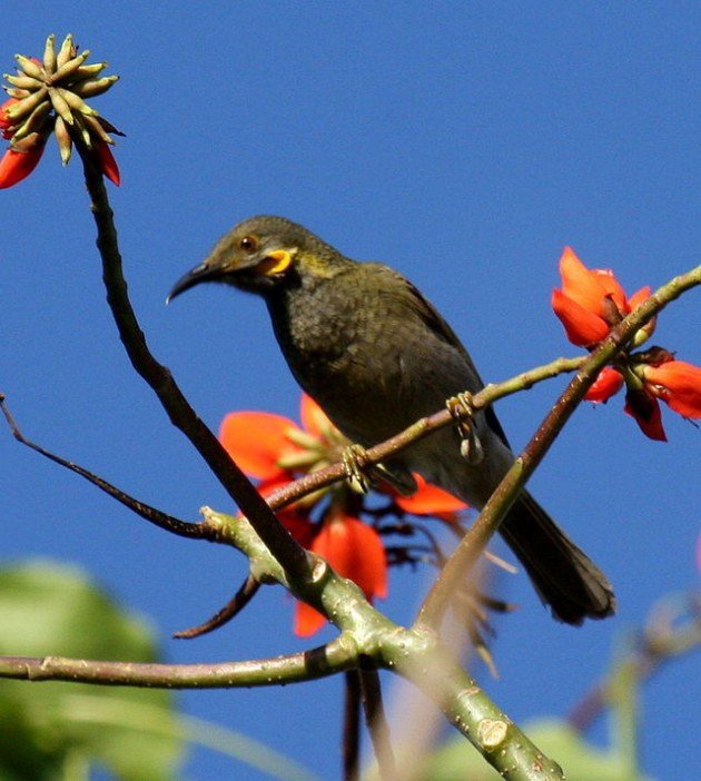 Northern Wattled_Honeyeater_taveuni_jun08