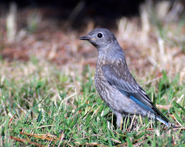 juvenile Western Bluebird