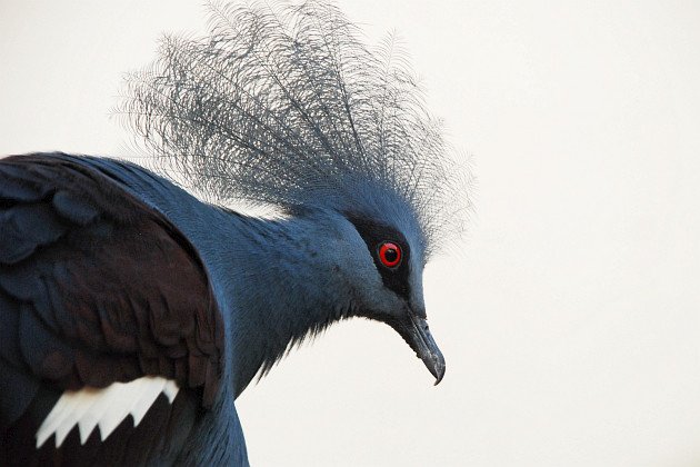 Western Crowned-Pigeon by David J. Ringer