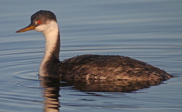 Western Grebe