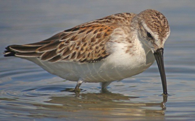 Western Sandpiper