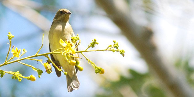 Western Spindalis female by David J. Ringer