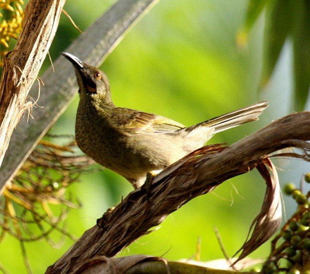 WesternWattledhoneyeater_nadi_jun08