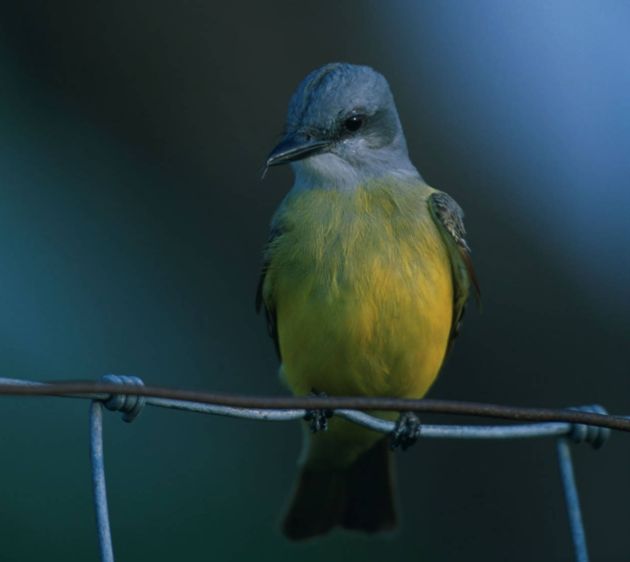 Western_kingbird