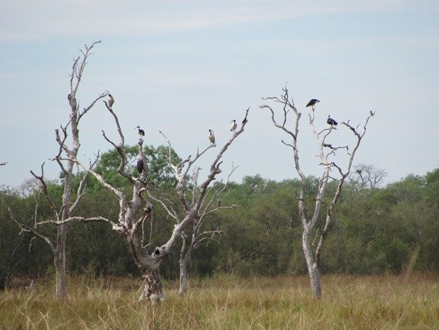 Wetland bird roost