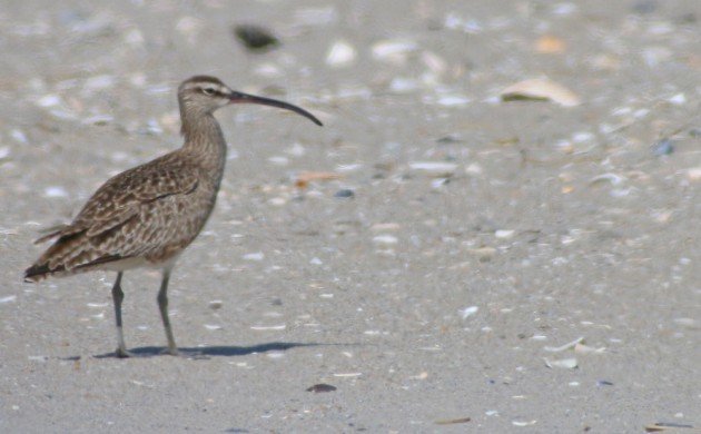 Whimbrel in the Rockaways