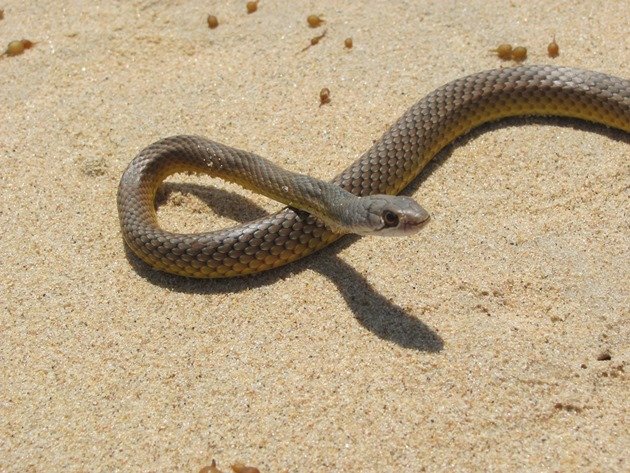 Whip Snake (2)